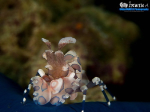 Harlequin shrimp ( Hymenocera picta )
Anilao, Philippine... by Irwin Ang 